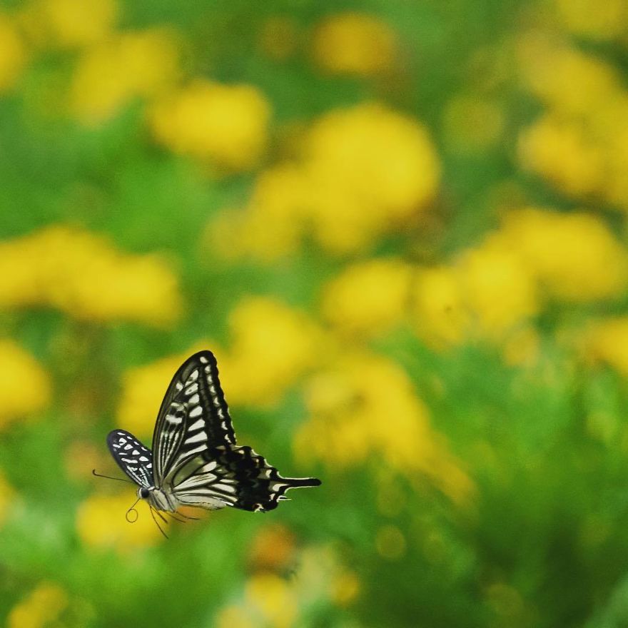 Nature In Japan In The Visual Haiku Style