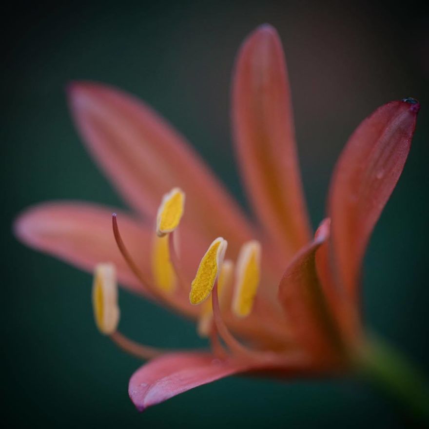 Nature In Japan In The Visual Haiku Style