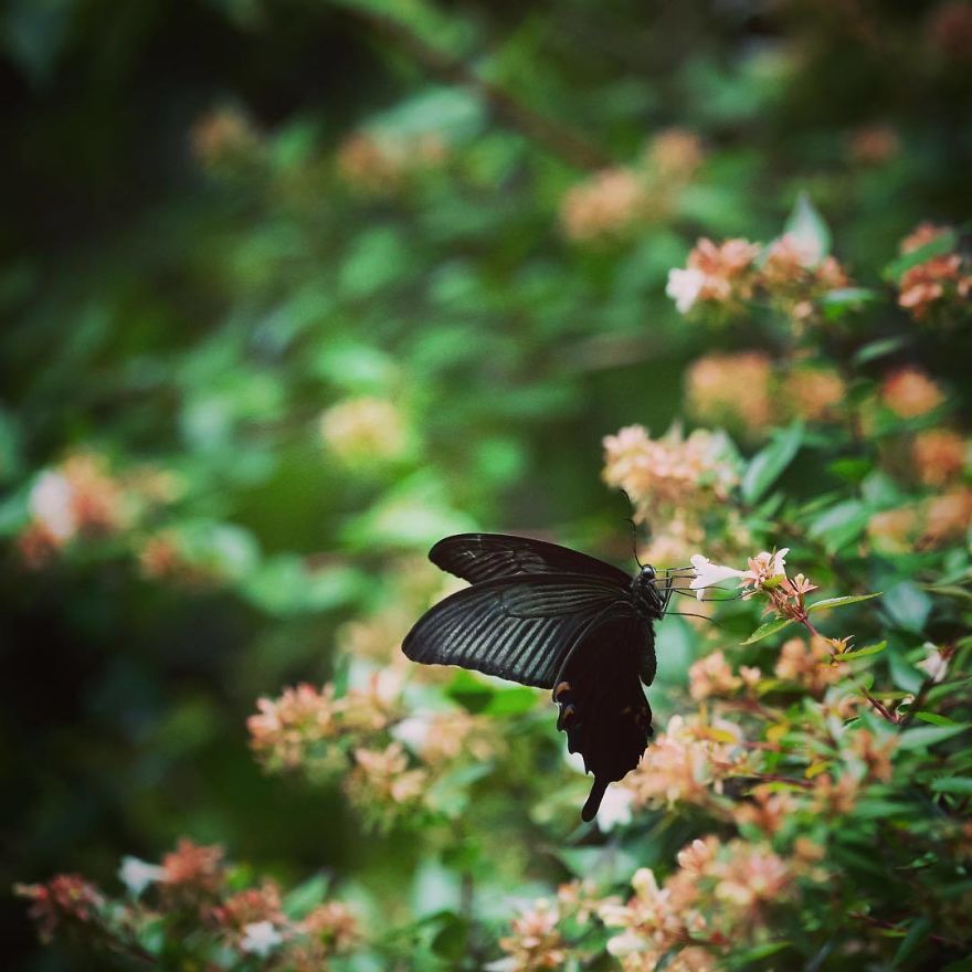 Nature In Japan In The Visual Haiku Style