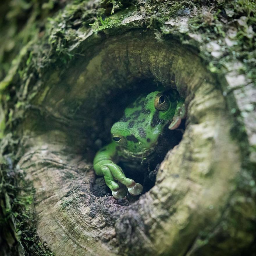 Nature In Japan In The Visual Haiku Style