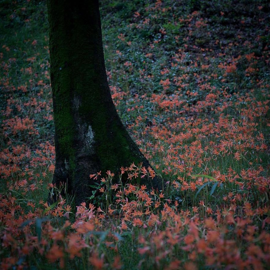 Nature In Japan In The Visual Haiku Style