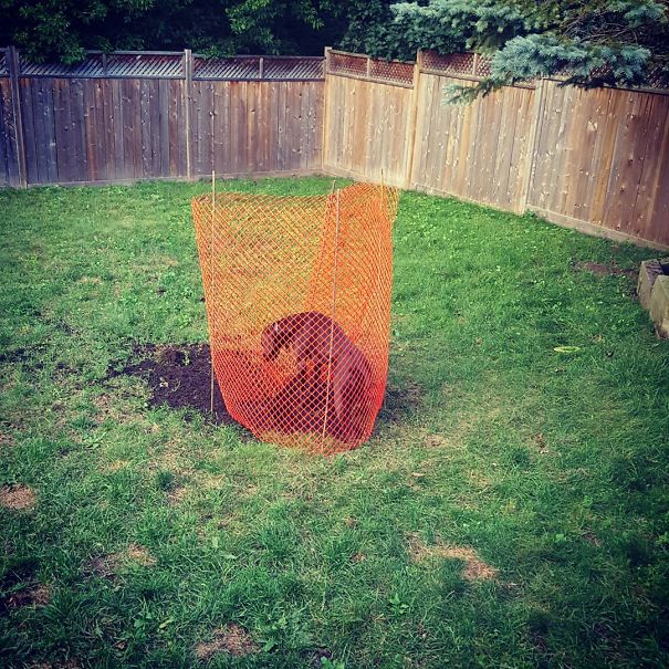 When You Try To Fix The Grass Where Your Dog Has Dug A Giant Hole But Your Dog Is A Jerk
