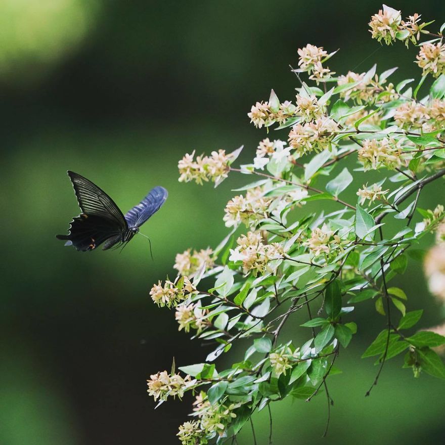 Nature In Japan In The Visual Haiku Style