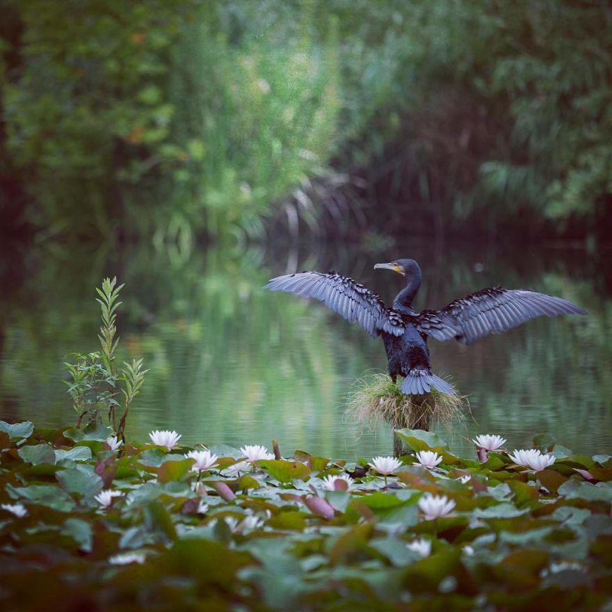 Nature In Japan In The Visual Haiku Style