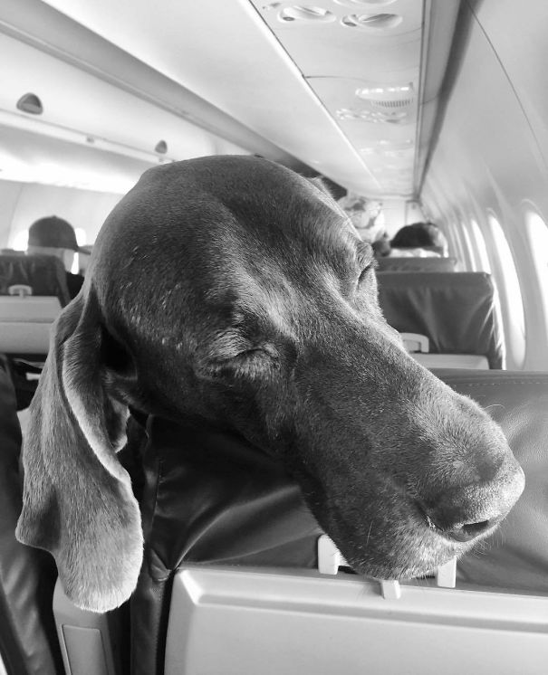 My Own Personal Service Dog On Flight Great Falls To Seattle