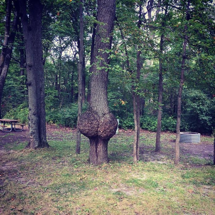 Funny Tree