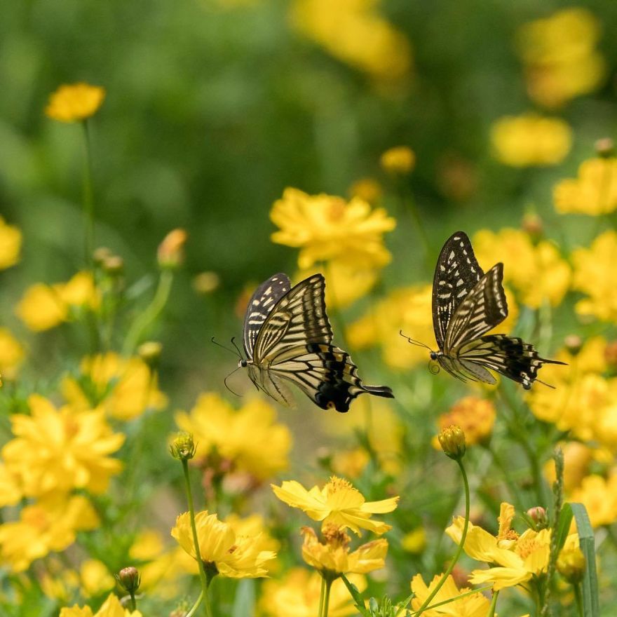 Nature In Japan In The Visual Haiku Style