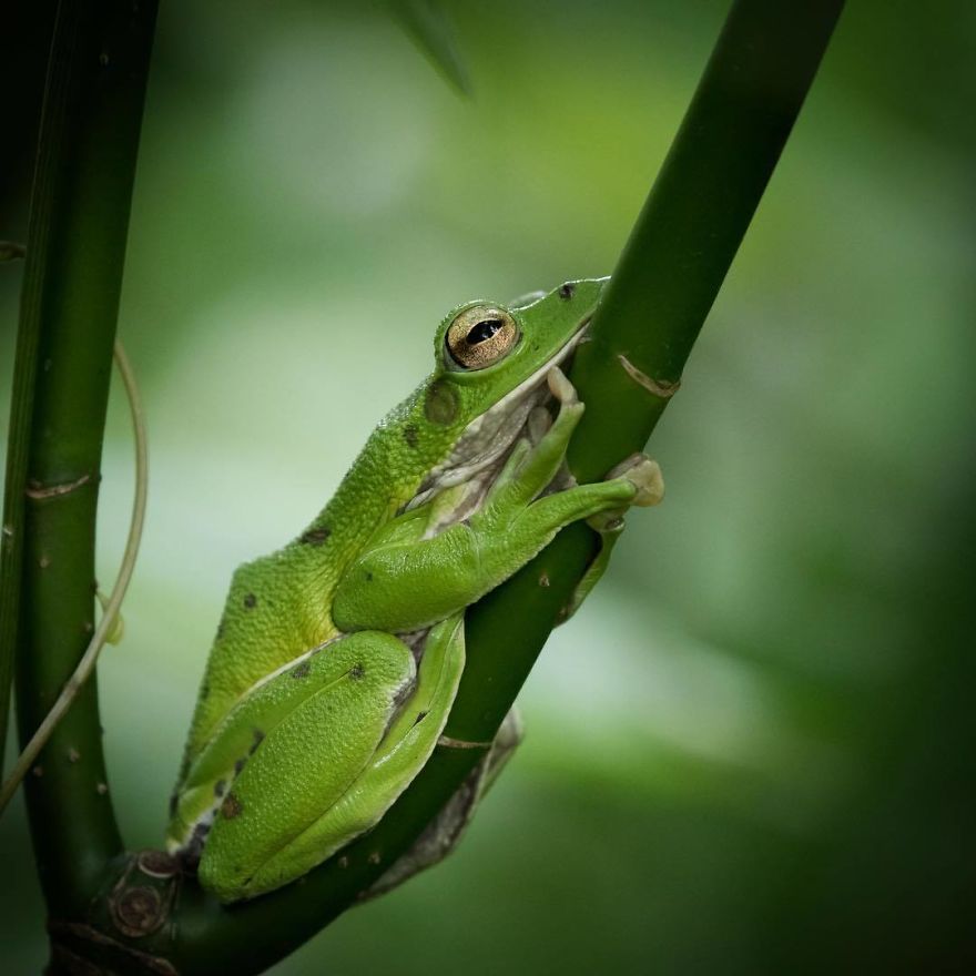 Nature In Japan In The Visual Haiku Style