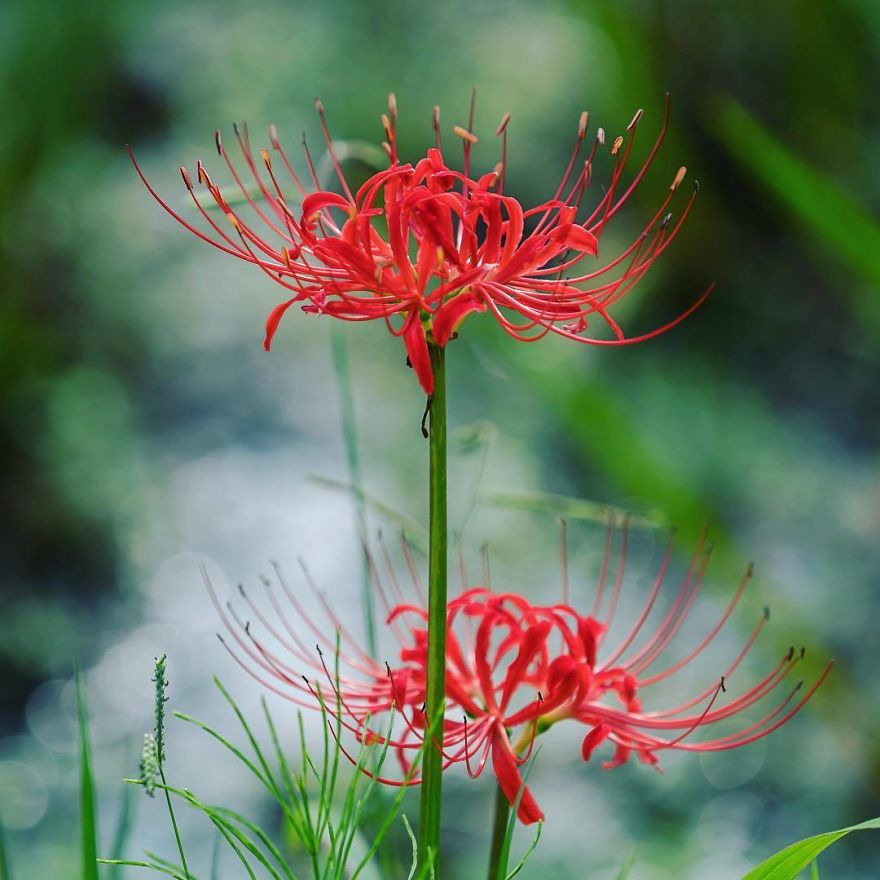 Nature In Japan In The Visual Haiku Style