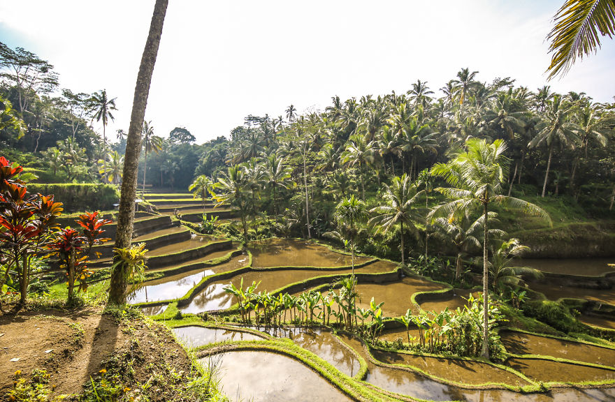 We Photographed The Most Beautiful Rice Terraces In Bali