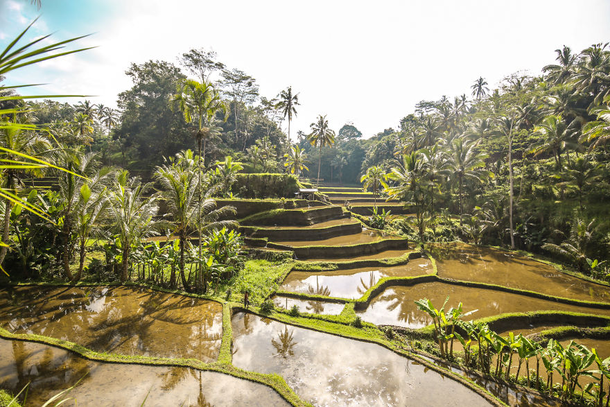 We Photographed The Most Beautiful Rice Terraces In Bali