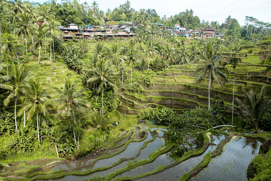 We Photographed The Most Beautiful Rice Terraces In Bali
