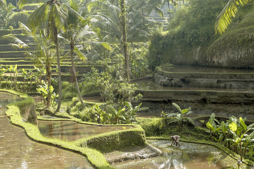 We Photographed The Most Beautiful Rice Terraces In Bali We Photographed The Most Beautiful Rice Terraces In Bali