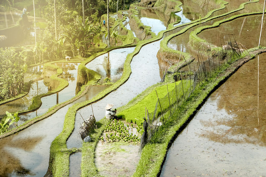 We Photographed The Most Beautiful Rice Terraces In Bali