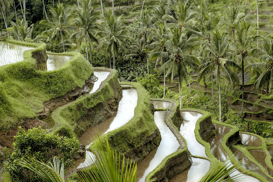 We Photographed The Most Beautiful Rice Terraces In Bali
