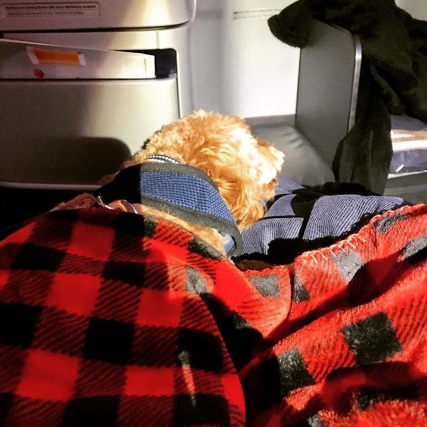 Snoozing Away In Business Class