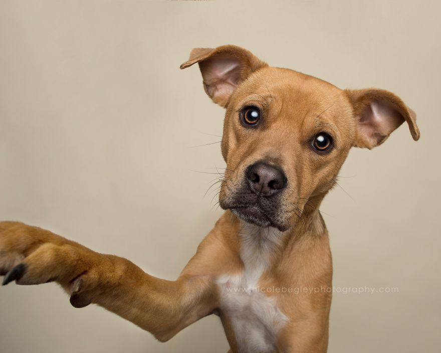 These Dogs Have Mastered The Art Of The Selfie These Dogs Have Mastered The Art Of The Selfie