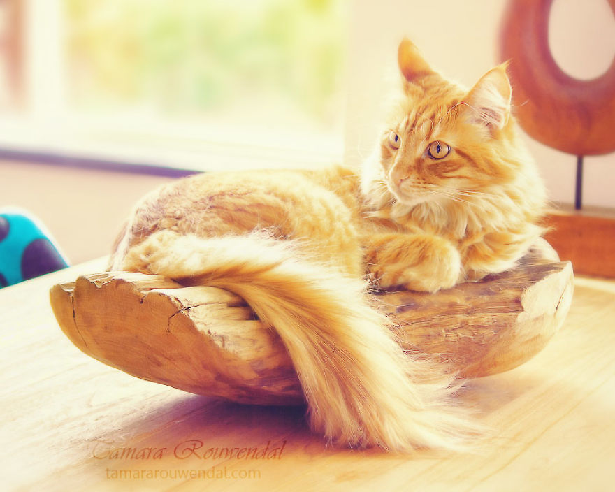 Fruit Bowl Kitty
