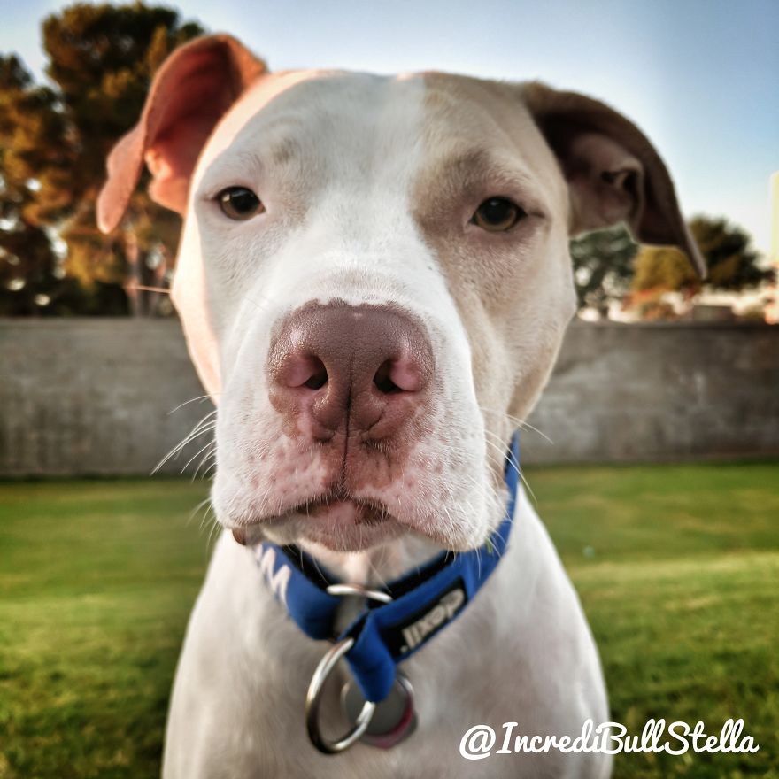 Breast Cancer Survivor And Pit Bull Start Hunger Strike To Raise Awareness