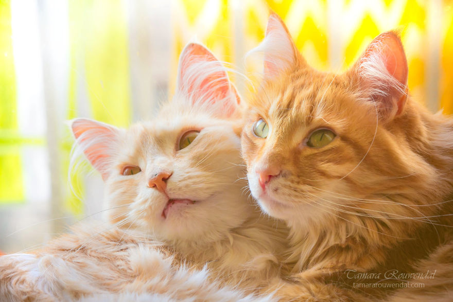 Brothers On The Lookout