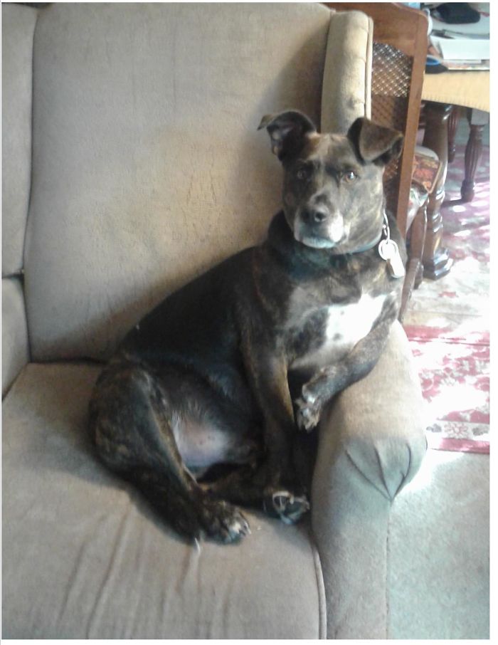 "The World's Most Interesting Dog"