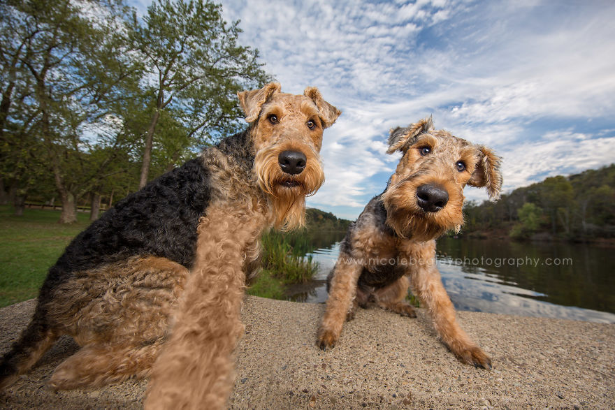 These Dogs Have Mastered The Art Of The Selfie