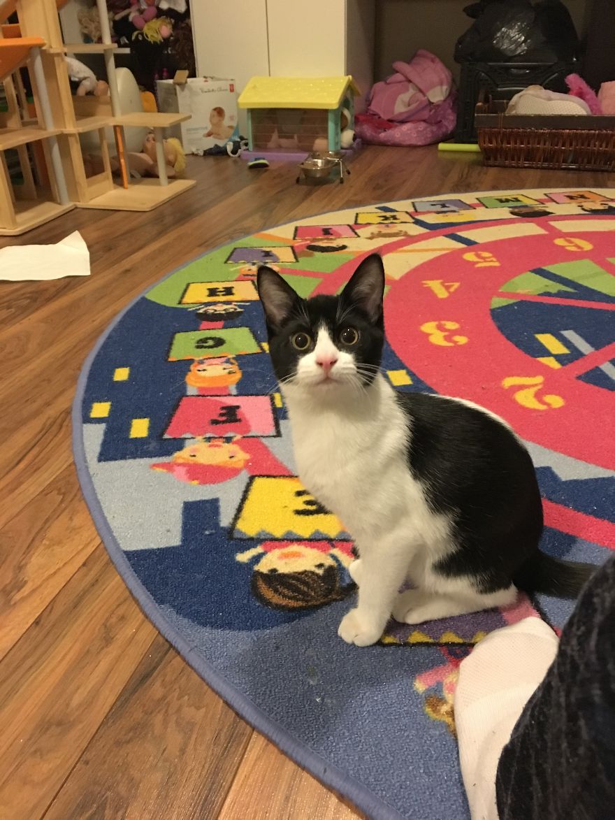 Rescued This Little On From A Field With Her Sister. Her Sister Did Not Make It But She Did. We’ve Had Her For Almost A Year And She’s Come So Far