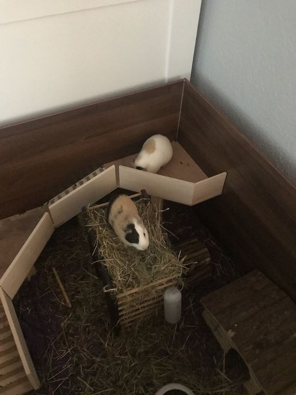 They Love Climbing Into Their Hayrack And Throwing Hay All Over The Cage