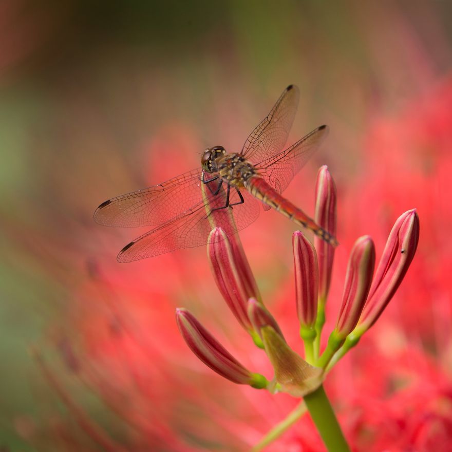 Nature In Japan In The Visual Haiku Style