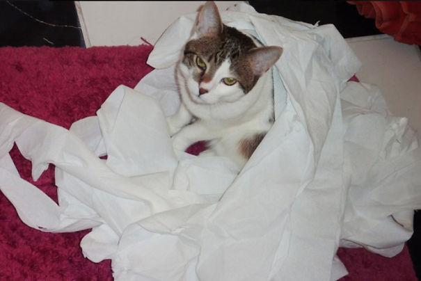 Caught My Cat In The Act! She So Knew She Was Bad!