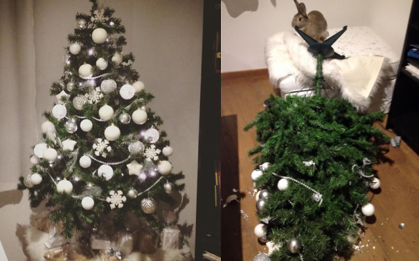 Bunny Vs. Christmas Tree
