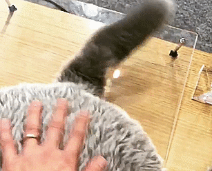 This Cat-Inspired Robot From Japan Can Help To Cope With Anxiety