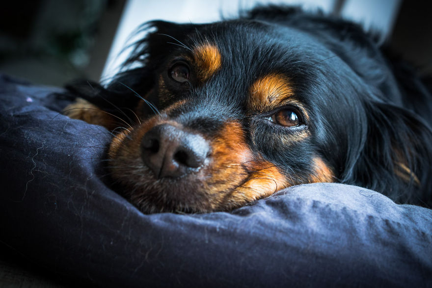 Could These Faithful Dog Eyes Lie?
