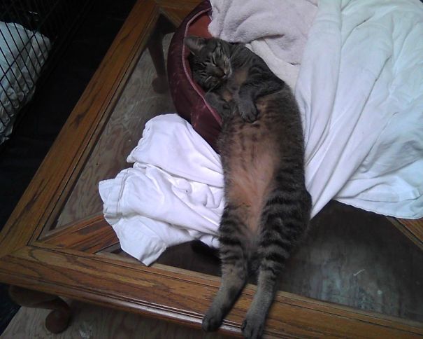 Goofy Angel Girl Taking A Nap ~ After An Exhausting Day Eating Fancy Feast And Chasing Toys