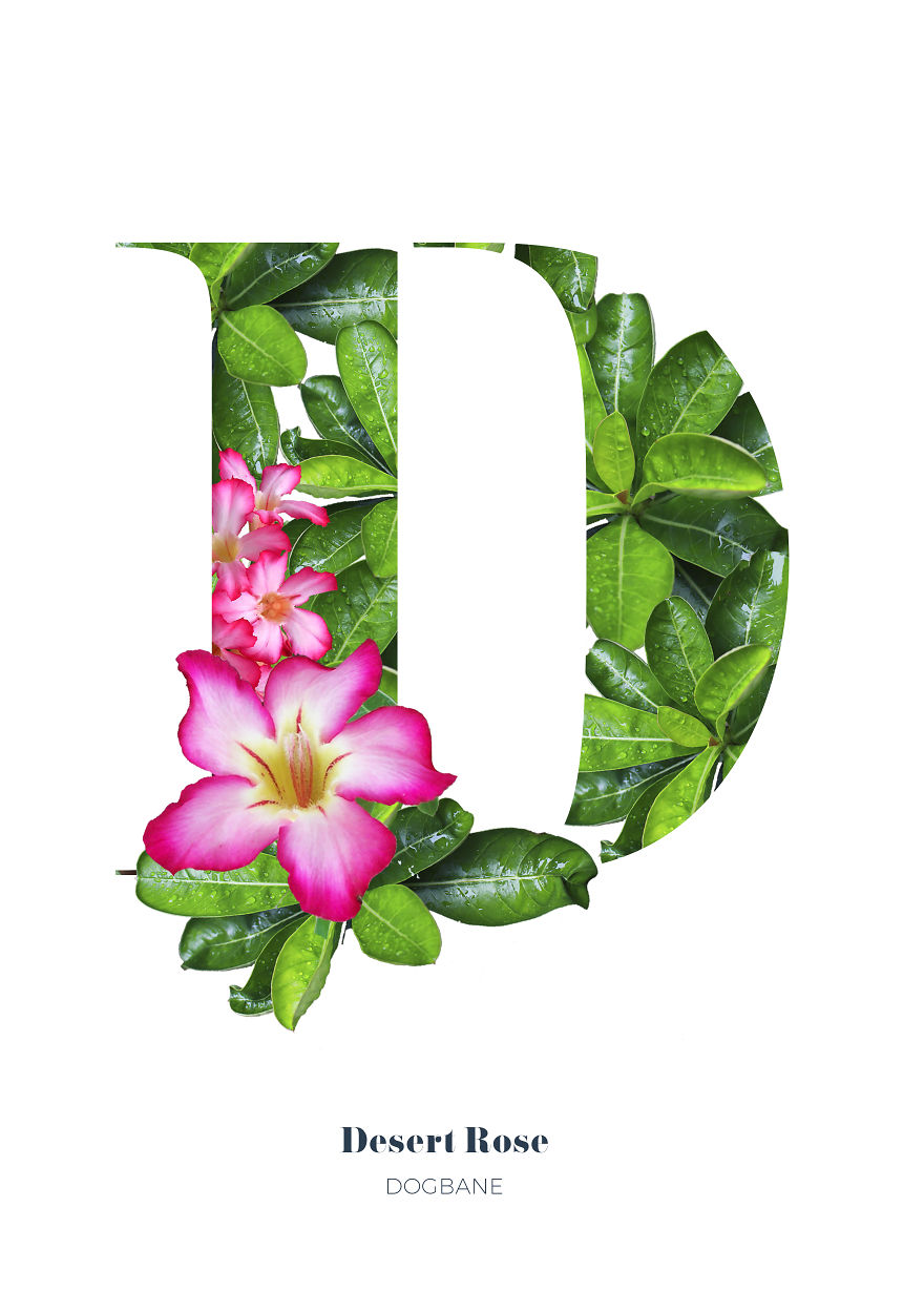 I Wanted To See What The Alphabet Would Look Like Made Out Of Flowers I Wanted To See What The Alphabet Would Look Like Made Out Of Flowers