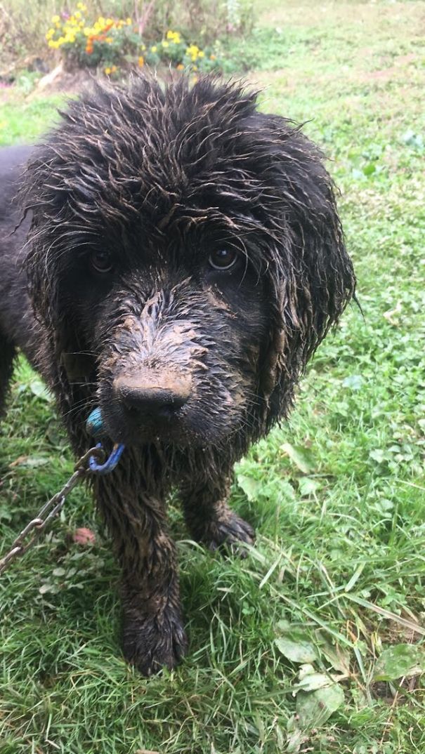 Just Got A New Car The Day Before I Take Her To The Dog Park