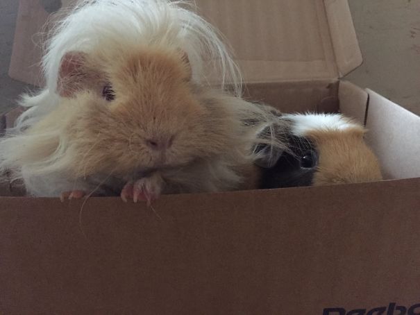 The Guinea Pigs Watching Me Judge While I Am Cleaning Up Their Houses