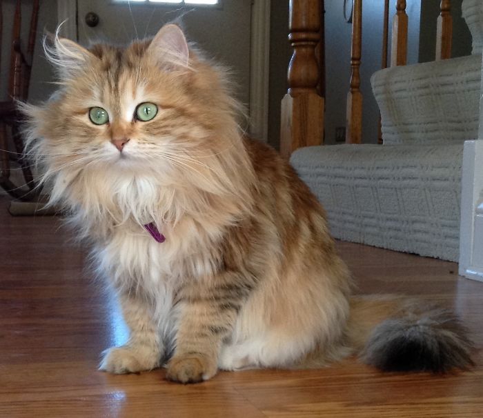 Ambrosia, The Most Beautiful Girl In The World