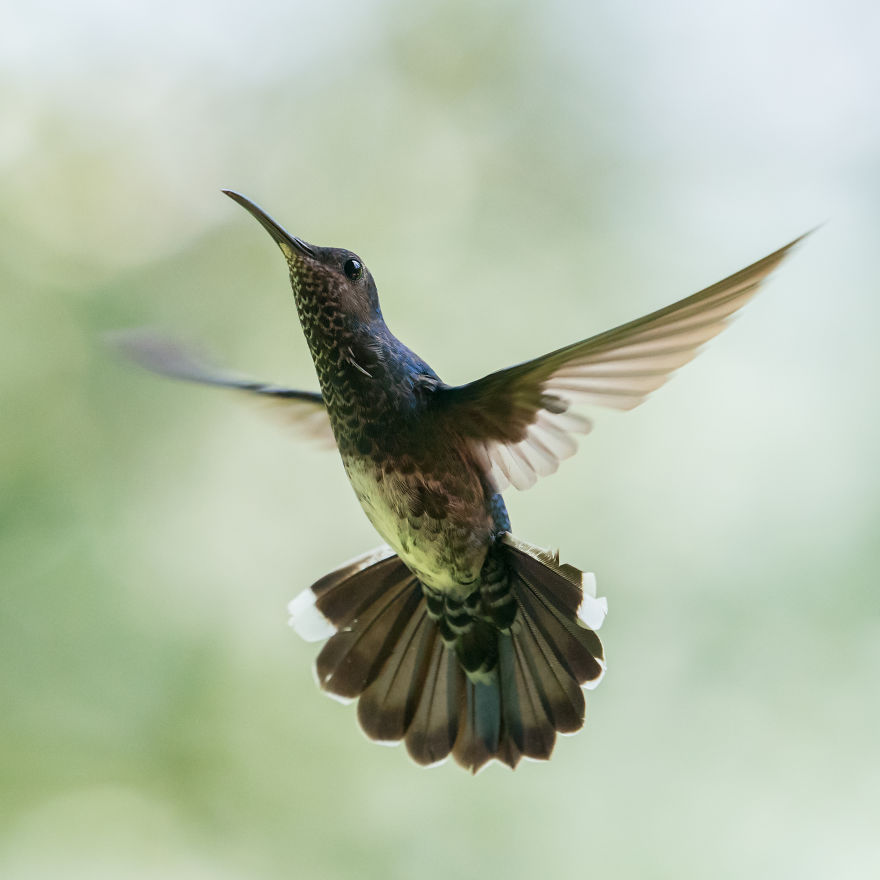 How To Photograph Hummingbirds How To Photograph Hummingbirds
