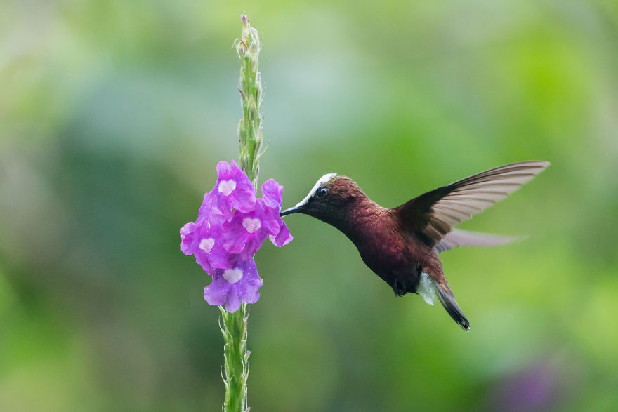 How To Photograph Hummingbirds How To Photograph Hummingbirds