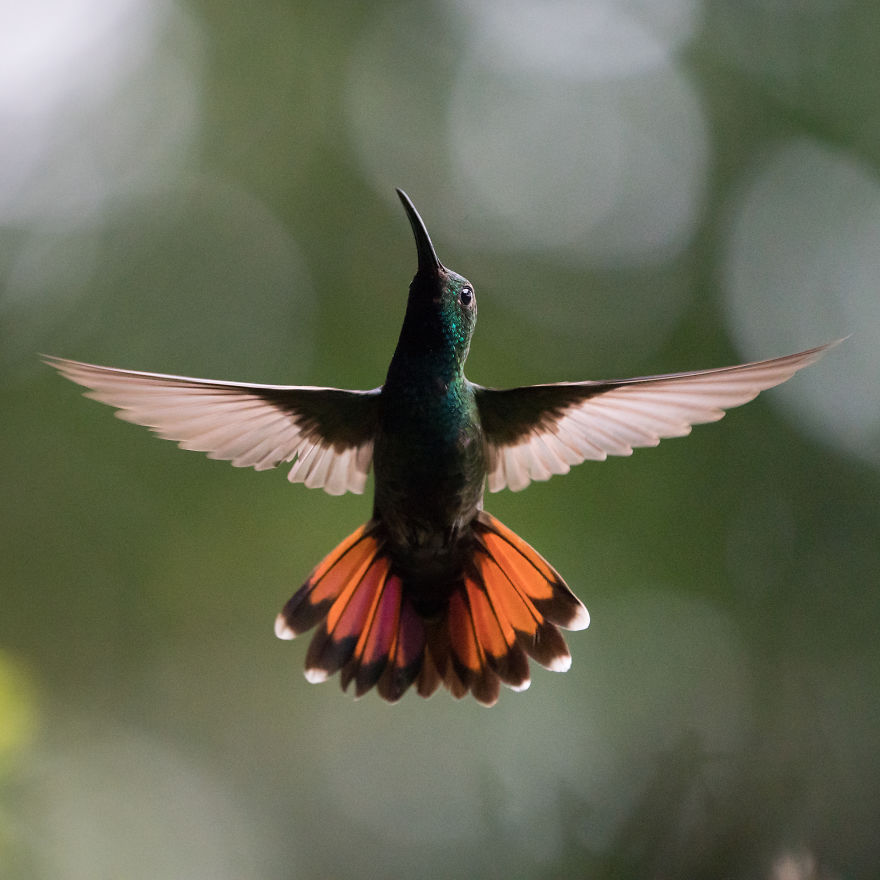 How To Photograph Hummingbirds How To Photograph Hummingbirds
