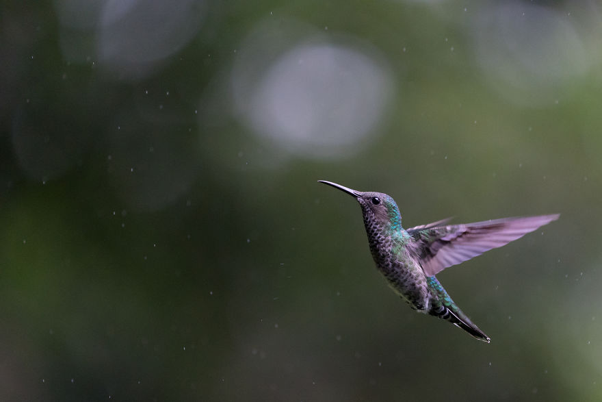 How To Photograph Hummingbirds How To Photograph Hummingbirds
