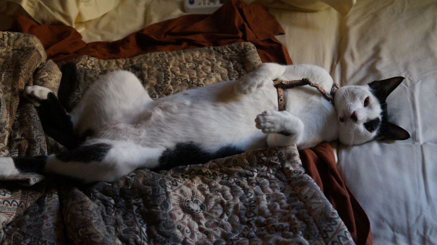 Found This Sweetheart In Wadi Tiwi In Oman. After A Little Bit Of Conversation With Him, It Was Cristall Clear He Was Not A Feral Cat! He Entered My Car, Telling Me I Should Be His New Trusted Mom. We Have Had To Drive For 3 Hours To Reach Muscat, He Sitting On The Lap. His Name? Tiwi... His Second Name? Spoiled...