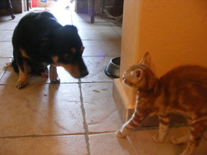 Woops, Another Cat!!