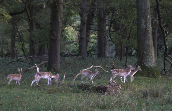 Oh Deer, It’s That Time Of The Year!