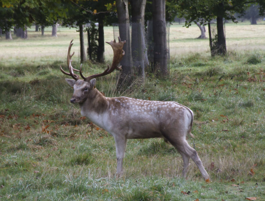 Oh Deer, It's That Time Of The Year! Oh Deer, It's That Time Of The Year!