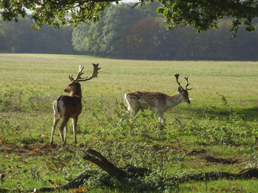 Oh Deer, It's That Time Of The Year! Oh Deer, It's That Time Of The Year!