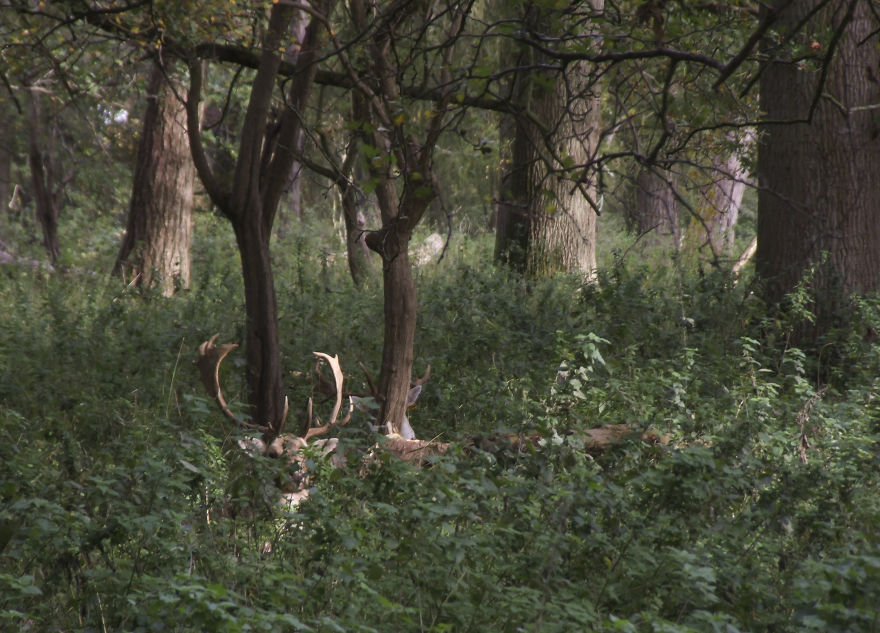 Oh Deer, It's That Time Of The Year! Oh Deer, It's That Time Of The Year!