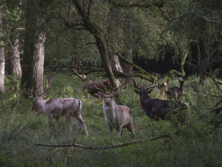 Oh Deer, It's That Time Of The Year! Oh Deer, It's That Time Of The Year!