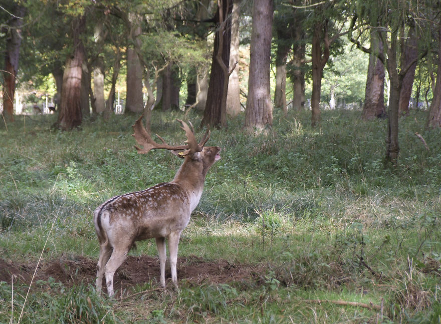 Oh Deer, It's That Time Of The Year! Oh Deer, It's That Time Of The Year!